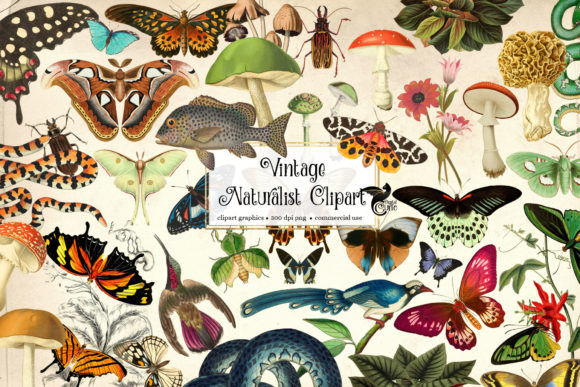 Download Vintage Naturalist Clipart - Premium Resources